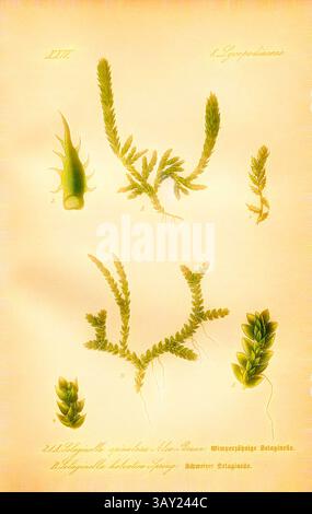 Eine Vintage-botanische Illustration, die verschiedene Arten von Algen zeigt, mit detaillierten Darstellungen einzigartiger Formen und Texturen, gekennzeichnet mit Buchstaben zur Identifizierung. Die zarte Komposition hebt die komplizierte Schönheit der Meeresflora hervor., Wimperzähnige Selaginelle und Schweizer Selaginelle, A: Selaginella spinulosa Alex., Braun - Wimper-zahned Selaginelle, B: Selaginella helvetica Spring - Swiss Selaginelle, Familie: 8. Lycopodiaceae - Familie Bärlapp, pl. 21, nach S. 54 (Band 1), 1886, Otto Wilhelm Thomé: Prof. Dr. Thomés Flora von Deutschland, Österreich und der Schweiz in Wort und Bild Stockfoto