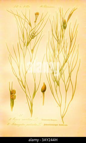 Eine Illustration mit botanischen Zeichnungen schlanker Pflanzen, die ihre zarten Stämme, kleinen Blumen und Samenkapseln zeigen. Die detaillierten Darstellungen enthalten beschriftete Teile, die die komplizierten Strukturen der Art hervorheben., Seestrands ruppie und filamentöser Pondweed, A: Ruppia maritima L. - Seestrands-Ruppie, Strand-Salde, B: Potamogeton pectinatus L. - Filefree Laichkraut, Crested Laichkraut oder Crested Laichkraut, Familie: 16. Potamiaceae - Seedweed Family, TAF., 31, nach S. 74 (Band 1), 1886, Otto Wilhelm Thomé: Prof. Dr. Thomés Flora von Deutschland, Österreich und der Schweiz in Wort Stockfoto