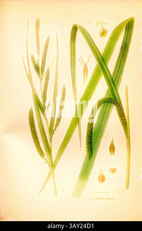 Eine detaillierte Illustration zeigt die zarten Merkmale verschiedener Gräser, darunter hohe Klingen und Samenköpfe, und hebt die komplizierten Texturen und Formen der Natur hervor., Grösste Segge, Carex maxima Scopoli - hängender oder größter Segge, Familie: 25. Cyperaceae - Riedgräser, pl. 96, nach S. 234 (Band 1), 1886, Otto Wilhelm Thomé: Prof. Dr. Thomés Flora von Deutschland, Österreich und der Schweiz in Wort und Bild. Gera-Untermhaus: Verlag von FR. Eugen Köhler, [1886]., Klassische Kunst mit modernem Twist von Artotop Stockfoto
