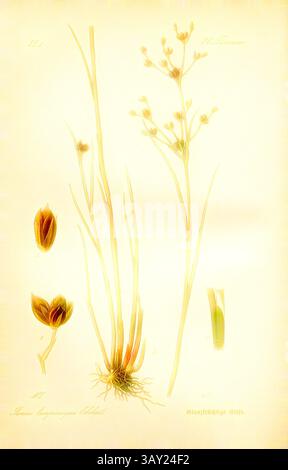 Eine botanische Illustration mit zarten Blüten und schlanken Stielen, ergänzt durch detaillierte Darstellungen von Knospen und Wurzeln, die die komplizierte Schönheit der Pflanzenstruktur veranschaulichen., Glanzfrüchtige Bank, Junus lamprocarpus Ehrhart - Brilliant Bulrush, Familie: 26. Juncaceae - Familie Rush, signiert: WM, Platte 107, nach S. 274 (Band 1), Müller, W., 1886, Otto Wilhelm Thomé: Prof. Dr. Thomés Flora von Deutschland, Österreich und der Schweiz in Wort und Bild. Gera-Untermhaus: Verlag von FR. Eugen Köhler, [1886]., Klassische Kunst mit modernem Twist von Artotop Stockfoto