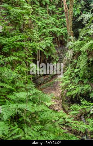 Wanderweg im Loorbeerwald Cubo de La Galga, La Palma, Spanien *** Wanderweg im Lorbeerwald Cubo de La Galga, La Palma, Spanien Stockfoto