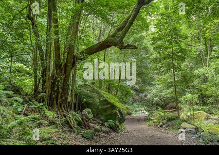 Wanderweg im Loorbeerwald Cubo de La Galga, La Palma, Spanien *** Wanderweg im Lorbeerwald Cubo de La Galga, La Palma, Spanien Stockfoto
