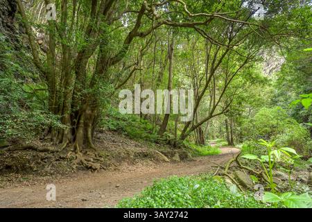 Wanderweg im Loorbeerwald Cubo de La Galga, La Palma, Spanien *** Wanderweg im Lorbeerwald Cubo de La Galga, La Palma, Spanien Stockfoto