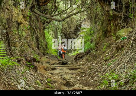Wanderweg im Loorbeerwald Cubo de La Galga, La Palma, Spanien *** Wanderweg im Lorbeerwald Cubo de La Galga, La Palma, Spanien Stockfoto