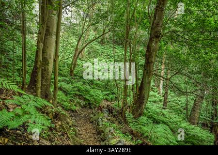 Wanderweg im Loorbeerwald Cubo de La Galga, La Palma, Spanien *** Wanderweg im Lorbeerwald Cubo de La Galga, La Palma, Spanien Stockfoto