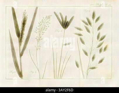 Eine botanische Illustration, die verschiedene Arten von Gräsern und Pflanzen zeigt, die alle sorgfältig mit Zahlen gekennzeichnet sind. Die zarten Details und Texturen betonen die Einzigartigkeit jeder Art und betonen die Schönheit der Natur., Gräser 5, Abb. 1: Aira arundinacea aus Japan, Abb. 2: POA Amalbilis aus Java, Abb. 3: Cynosurus indicus aus Japan, Abb. 4: Bromus arvensis aus Japan, Platte 91, S. 857, 1785, Carl von Linné: Des Ritters Carl von Linné [...] vollständiges Pflanzensystem: Nach der vierzehnten lateinischen Ausgabe und nach Anleitung des holländischen Houttuynischen Werkes Stockfoto