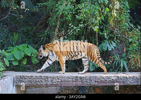 Wunderschöner Bengaltiger Spaziergang durch die tropischen Pflanzen Stockfoto