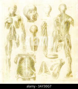 Eine anatomische Abbildung, die verschiedene menschliche Körpersysteme, einschließlich Muskel- und Skelettstrukturen, darstellt und mit Kennungen versehen ist, um bestimmte Merkmale und Teile hervorzuheben. Das Layout bietet einen detaillierten Überblick über die menschliche Form aus verschiedenen Perspektiven. Von der Musculn, oder Maus, der Myologie, Registerkarte. 28, S. 257, Kulmus, Johann Adam, Johann Adam Kulmus: Anatomische Tabellen: Nebst darzu gehörigen Anmerkungen [...]. Siebente verbesserte Ausgabe. Augsburg: Verlegts Elias Tobias Lotter, 1764, Klassische Kunst mit modernem Twist neu interpretiert von Artotop Stockfoto