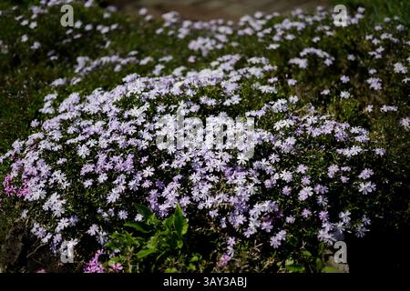 Kriechender Phlox oder Phlox subulata 'G.F. Wilson' blüht im Garten. Stockfoto
