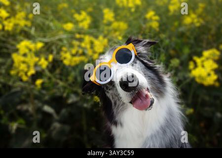 Lustiger Hund, der Sommer oder Sprintzeit feiert. Border Collie Welpe mit Sonnenbrille in gelben Blumen Stockfoto
