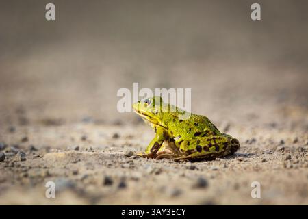 Ein Wasserfrosch sitzt am Frühlingstag auf dem Boden Stockfoto
