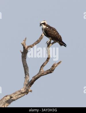 Ein Osprey im Yala-Nationalpark in Sri Lanka Stockfoto