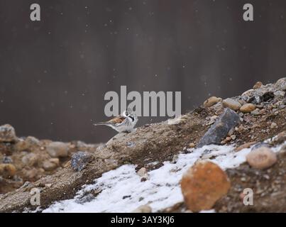 Gemeine Schilfffahne (emberiza schoeniclus), männlich sitzend auf dem Boden bei Schneefall im Frühjahr. Stockfoto