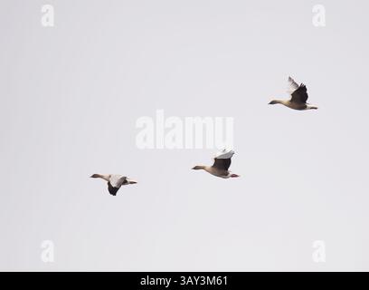 Eine Herde rosafarbener Gänse (Anser brachyrhynchus), die im Frühjahr fliegen. Stockfoto