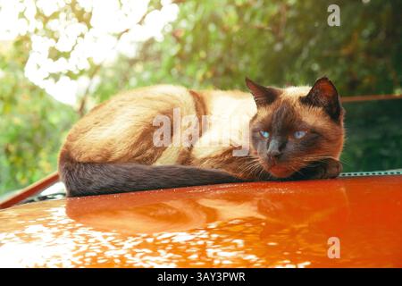 Eine siamesische Katze liegt bequem auf der Motorhaube eines orangen Autos und sonnt sich im Sonnenlicht. Umgeben von Grün, sieht die Katze entspannt und ruhig in einer Pfanne aus Stockfoto