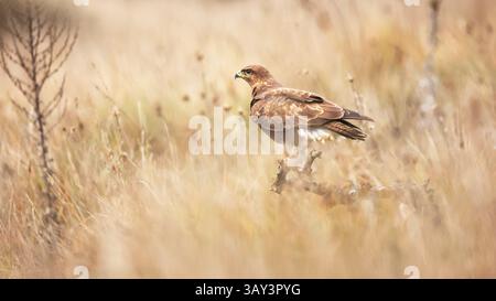 Ein Bussard steht elegant auf einem Zweig inmitten eines ruhigen Graslandes, das sich in die goldenen Farbtöne einfügt. Sein scharfer Blick fängt das Wesen der Wildnis ein Stockfoto