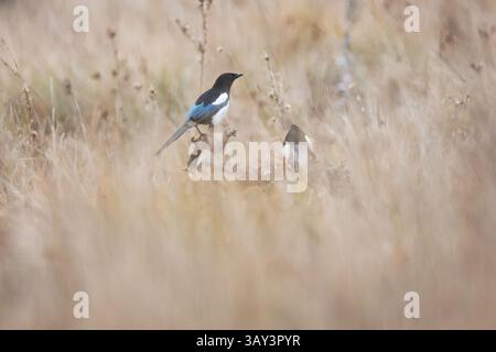 Eurasische Elster hockten auf einem Ast inmitten des hohen, goldenen Grases eines Herbstfeldes. Ihr schwarz-weißes Gefieder steht im Kontrast zu den warmen Tönen von t Stockfoto