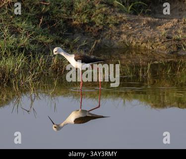 Ein schwarzgeflügelter Stelz im Bundala-Nationalpark, Sri Lanka Stockfoto