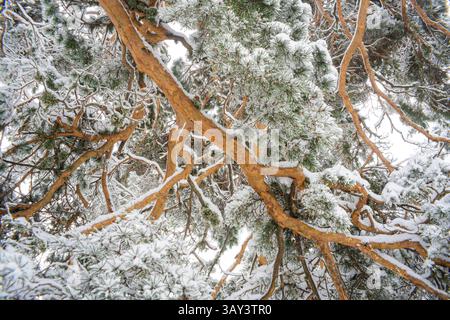 Schneebedeckte Äste von Aleppo-Kiefern bilden ein Winterwunderland im Guadarrama-Nationalpark, Spanien. Das komplizierte Netz von Zweigen ist staubt Stockfoto