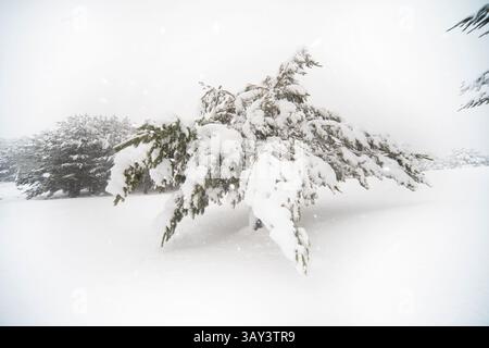Eine ruhige Winterszene im Guadarrama-Nationalpark, Spanien, mit schneebedeckten Aleppo-Kiefern unter weichem, bewölktem Himmel. Stockfoto