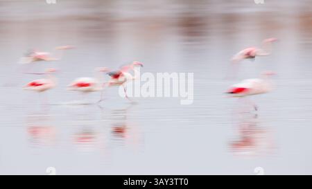 Verschwommenes Bild von rosafarbenen Flamingos, die anmutig durch die ruhigen Gewässer in Villafranca de los Caballeros, Spanien, waten, um ihre Bewegungen und VI festzuhalten Stockfoto