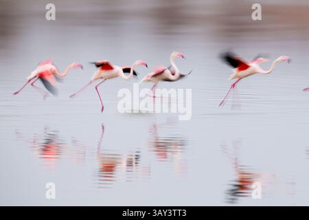 In Villafranca de los Caballeros, Spanien, läuft eine Gruppe rosafarbener Flamingos anmutig über das Wasser. Ihre verschwommenen Flügel und Reflexionen bilden einen Dynam Stockfoto