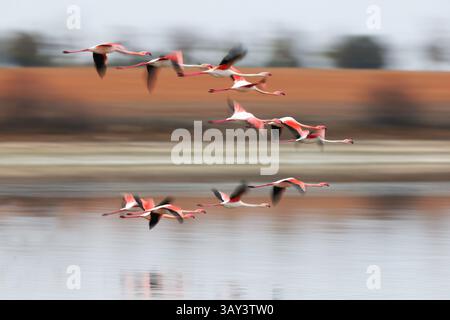 Eine Schar rosafarbener Flamingos fliegt anmutig über einem ruhigen Gewässer, deren Reflektionen an der Oberfläche sichtbar sind. Der verschwommene Hintergrund bietet eine se Stockfoto