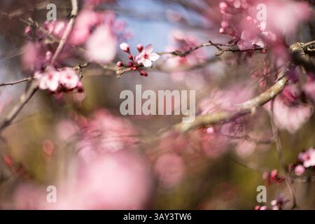 Ein sanft fokussiertes Bild ätherischer rosa Kirschblüten, das die zarte Schönheit der Frühlingsblüte unterstreicht. Stockfoto
