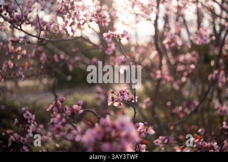 Kirschblütenzweige werden in das Licht des Sonnenuntergangs getaucht und strahlen ein traumhaftes Leuchten über die zarten rosa Blüten. Der weiche Fokus verbessert die ätherische Stimmung Stockfoto