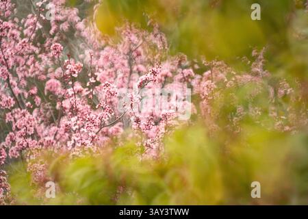 Soft Focus-Bild, das die zarten rosafarbenen Kirschblüten inmitten des grünen Frühlingsblattes einfängt und ein friedliches natürliches bild vermittelt Stockfoto