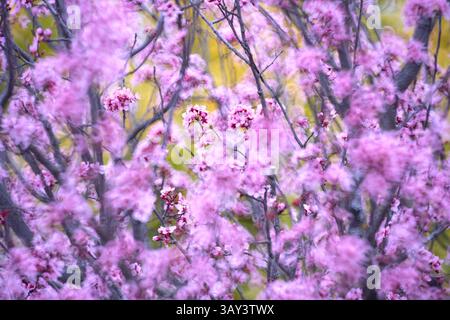 Ein üppiger, naher Blick auf die leuchtenden Kirschblüten mit zarten rosa Blüten vor einem verschwommenen Hintergrund. Stockfoto