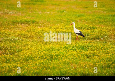 Ein Weißstorch, Ciconia ciconia, steht anmutig inmitten eines üppigen Feldes, das mit hellgelben Blumen bedeckt ist und die Schönheit des Frühlings unterstreicht. Stockfoto