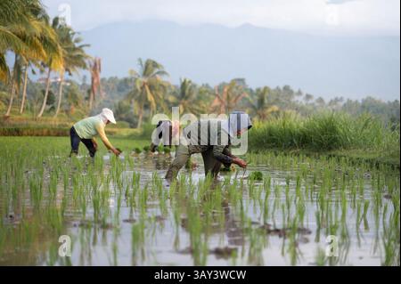 Die Bauern in Indonesien arbeiten in lebhaften, grünen Reisfeldern, umgeben von tropischen Landschaften. Die Szene fängt das Wesen des ländlichen Lebens und der Landwirtschaft ein Stockfoto