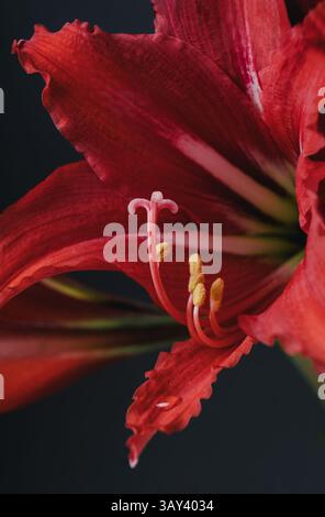 Eine exquisite Nahaufnahme einer markanten roten amaryllis-Blume, die ihre reichhaltigen Texturen und lebendigen Farbtöne vor dunklem Hintergrund unterstreicht. Stockfoto