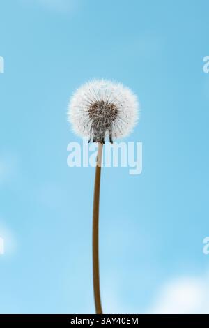 Ein einziger Löwenzahnsamenkopf steht vor einem hellblauen Himmel. Die flauschigen weißen Samen sind wunderschön detailliert und vermitteln ein Gefühl von Ruhe und Luft Stockfoto