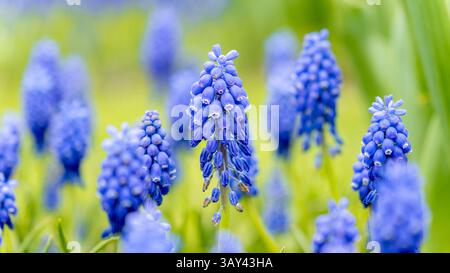 Eine Nahaufnahme leuchtender blauer Traubenhyazinthen in voller Blüte. Die Blüten sorgen für ein atemberaubendes Bild vor einem verschwommenen grünen Hintergrund, das die Sonne in Szene setzt Stockfoto