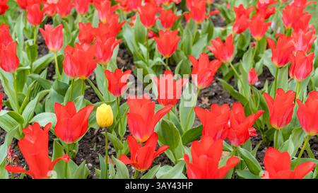 Ein üppiger Garten mit roten Tulpen in voller Blüte zeigt eine einsame gelbe Tulpe, die einen auffälligen Farbakzent inmitten der leuchtenden Blütenblätter und grünen Blätter schafft. Stockfoto