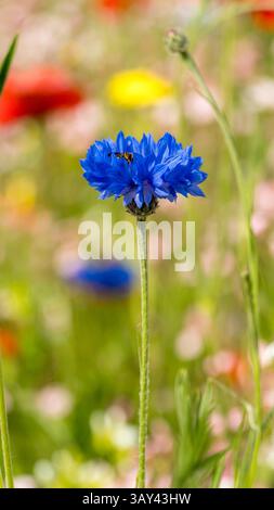 Nahaufnahme einer hellblauen Kornblume (Centaurea cyanus) mit einem Besucherinsekt vor einem weichen Hintergrund gemischter Wildblumen im Schweizer Al Stockfoto