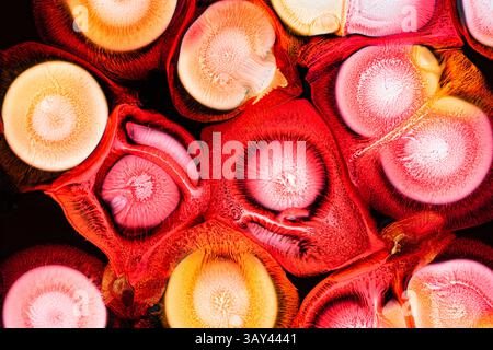 Nahaufnahme mit einer lebendigen, abstrakten Ansicht von Flüssigkeiten, die eine Vielzahl lebendiger Rot- und Gelbtöne mit komplizierten Mustern und Texturen hervorhebt. Stockfoto