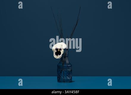 Ein einzelnes weißes Stiefmütterchen, wissenschaftlich bekannt als Viola Tricolor, in einer strukturierten blauen Glasvase vor einem zusammenhängenden blauen Hintergrund, begleitet Stockfoto