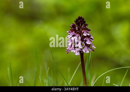 Eine orchis purpurea wilde orchidee in italien piemont Stockfoto