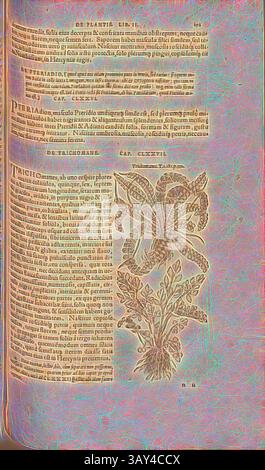 Eine antike Seite mit komplizierten Illustrationen von Pflanzen, begleitet von ausführlichem Text in einer klassischen Schrift, die botanische Studien und ihre Verwendung zeigt. Das Layout betont die Schönheit der Flora neben den schriftlichen Beschreibungen., Trichomane, Illustration eines gestreiften Farns aus dem 16. Jahrhundert, Abb. 154, S. 170r, 1561, Valerius Cordus, Konrad Gessner, Benedictus Aretius, Pedanius Dioscorides: in hoc volumine Continentur Valerii Cordi Simesusii annotationes in Pedacii Dioscoridis Anazarbei de medica materia libros V. [...]. Argentorati: Excudebat Josias Rihelius 1561, Klassische Kunst Stockfoto