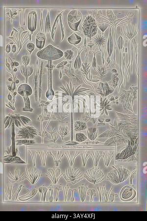 Eine detaillierte Illustration, die eine Vielzahl von botanischen Exemplaren zeigt, mit verschiedenen Pflanzen, Pilzen und Blumenmustern, angeordnet in einem organisierten und komplizierten Muster. Jedes Element ist beschriftet, was den Reichtum der botanischen Vielfalt hervorhebt., Pflanzen 2, verschiedene Marken und Pflanzenteile, Platte II, Heinrich Rudolf Schinz: Abbildungen aus der Naturgeschichte. Zürich: Bei Friedrich Schulthess, [1824], Klassische Kunst mit modernem Twist von Artotop neu interpretiert Stockfoto