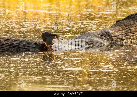 Ein grüner Reiher, der im goldenen Licht des frühen morgens bei Lake Panic im Krüger National auf der Jagd nach einem halb untergetauchten toten Baumstumpf unterwegs ist Stockfoto