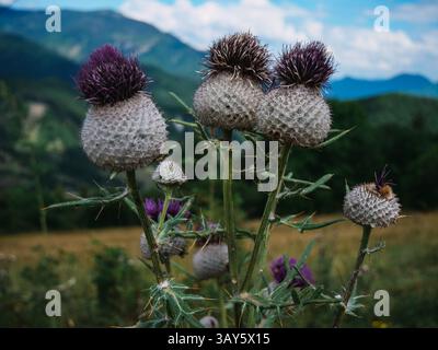 Eine Nahaufnahme mehrerer Disteln in verschiedenen Blütestadien, mit markanten, stacheligen Samenköpfen und leuchtenden violetten Blüten. Der Hintergrund weist einen auf Stockfoto