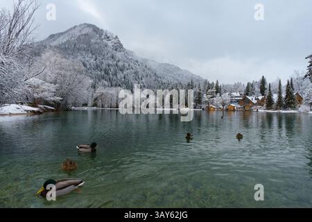 Slowenische Winterszene: Schneebedeckte Bäume säumen einen stillen See und spiegeln die dramatischen Gipfel von Kranjska Gora unter einem düsteren, wolkengefüllten Himmel wider. Stockfoto