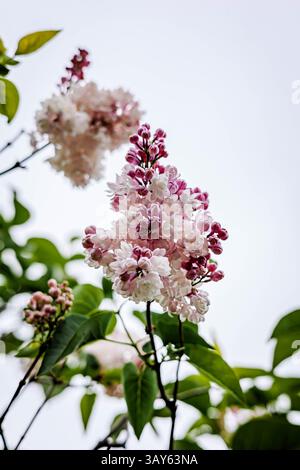 Zarte rosa und weiße Fliederblüten blühen im sanften Frühlingslicht vor einem hellen Himmel. Eine minimalistische und romantische florale Szene, die die Frische und die Frische einfängt Stockfoto
