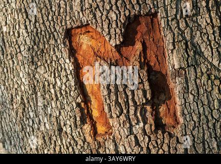 Gravur M auf Baumrinde Stockfoto