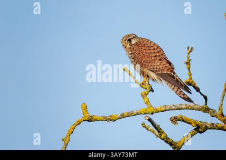 Weiblicher Turmfalke, der auf einem Baumzweig vor einem klaren Kopierraum sitzt Stockfoto