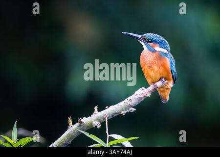 Wunderschöner männlicher eisvogel auf einem Ast mit grünem Hintergrund Stockfoto
